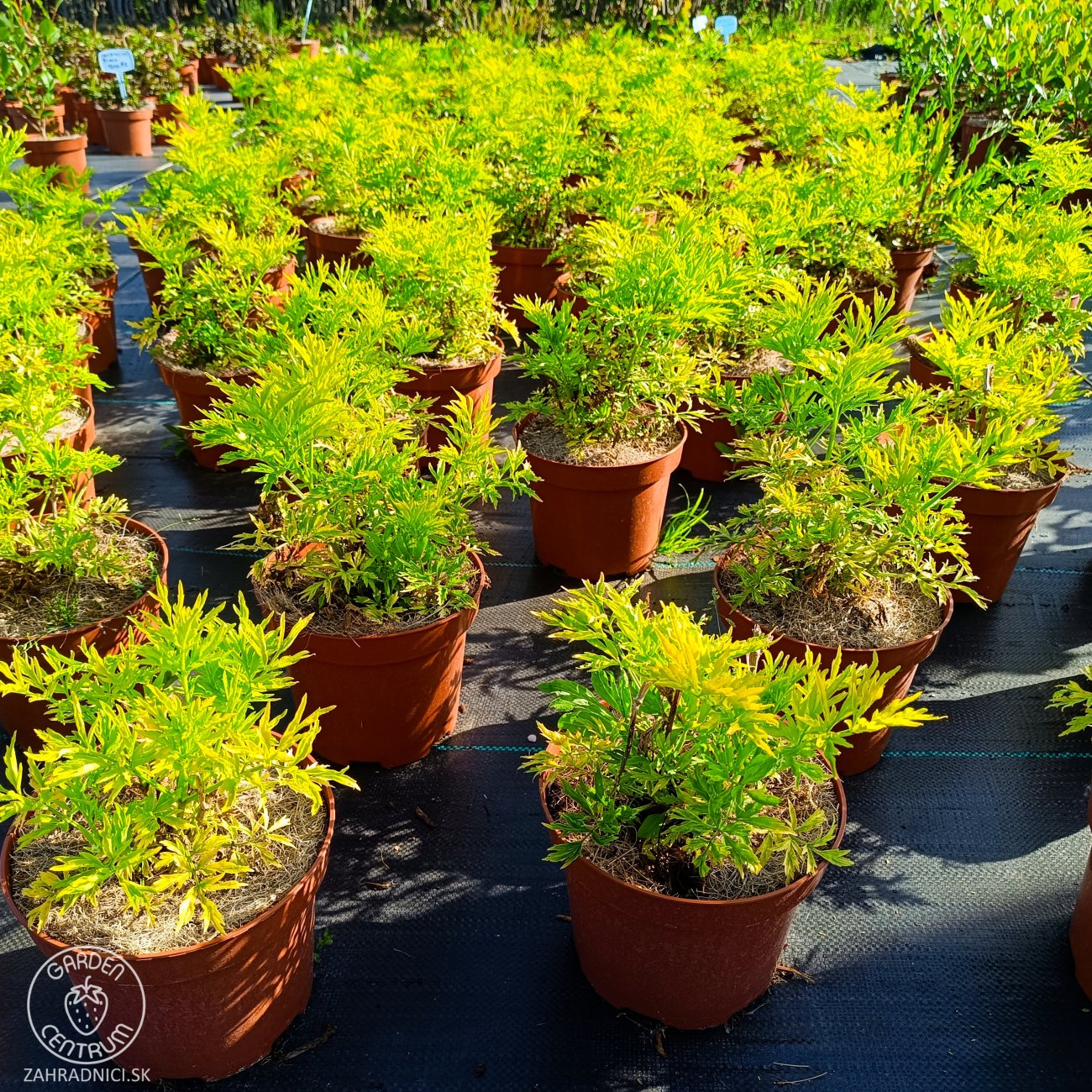 Obrázok Baza čierna (Sambucus Nigra) ´GOLDEN TOWER´® - výška 20-30 cm, kont. C2L